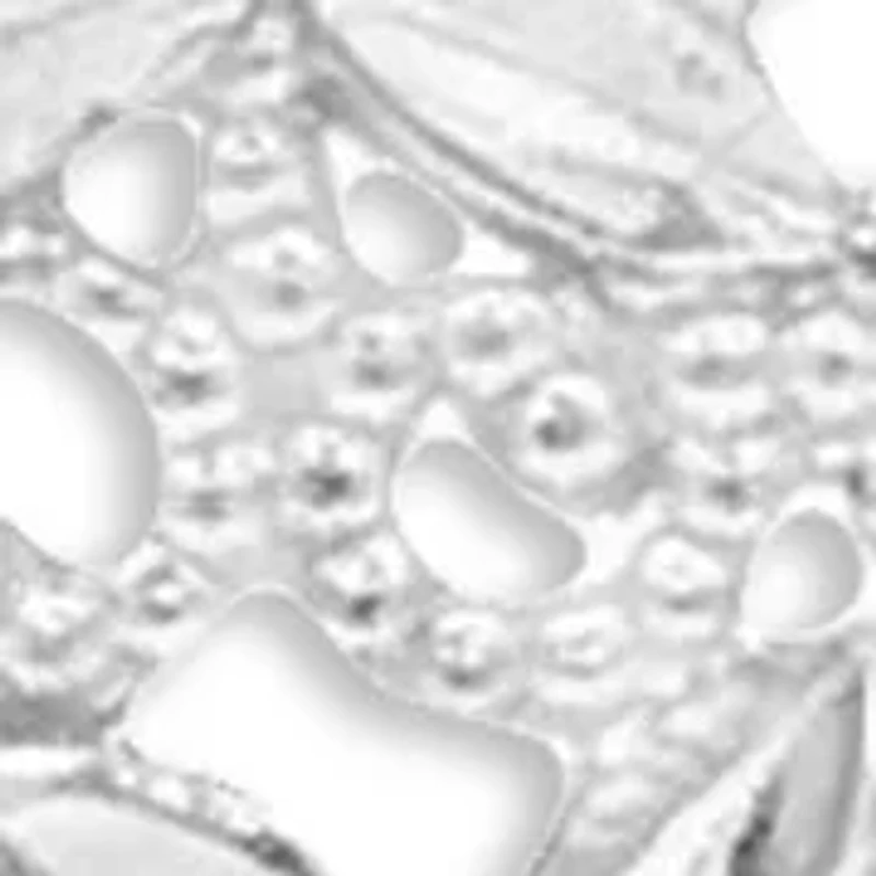 Flower Filigree Marquise Shape Drop Earrings in Sterling Silver