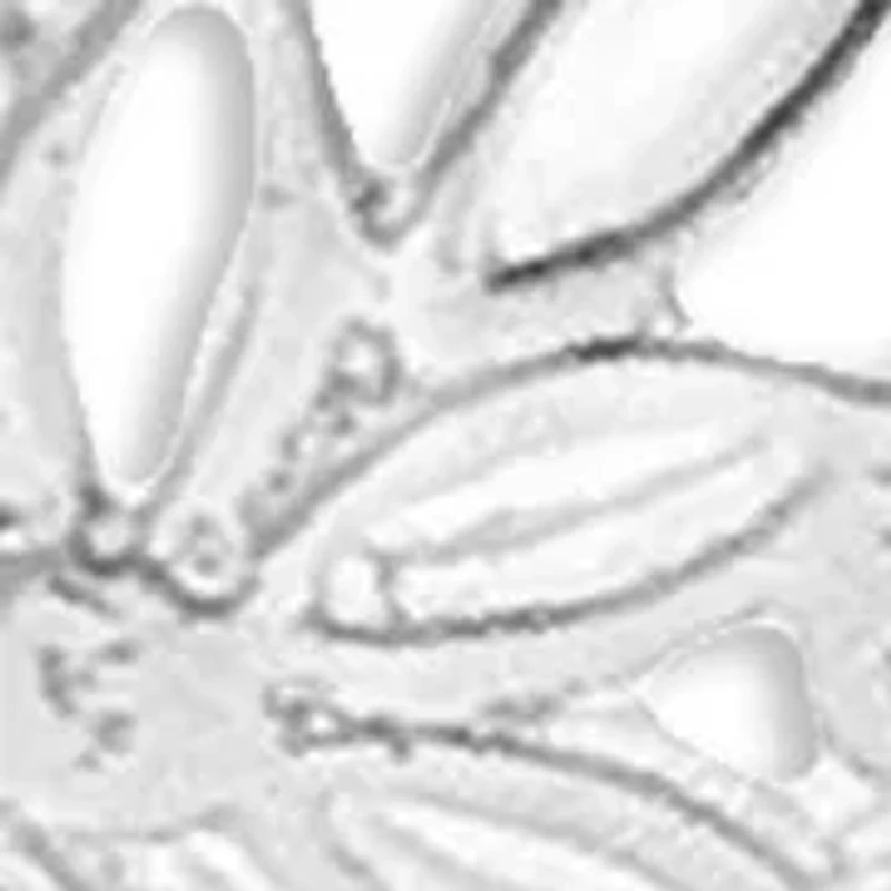 Flower Filigree Heart Shaped Drop Earrings in Sterling Silver 