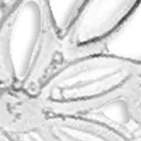 Flower Filigree Heart Shaped Drop Earrings in Sterling Silver 