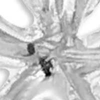 Polished Flower Drop Earrings in Sterling Silver