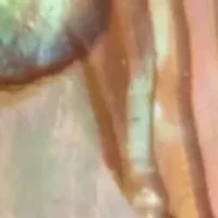 Gold Tone Abalone Post Drop Earrings