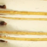 Gold Plated Textured Teardrop Earrings