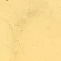 Round Disc with Scattered Stones Stretch Bracelet