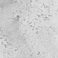 Heirloom Charms Disc Huggie Earrings