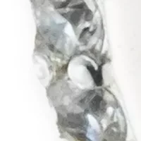 Sterling Silver Huggie Earrings