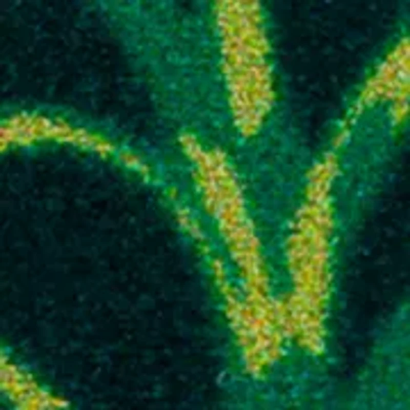 Flower Teardrop Earrings