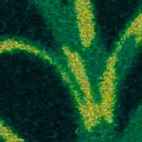 Flower Teardrop Earrings