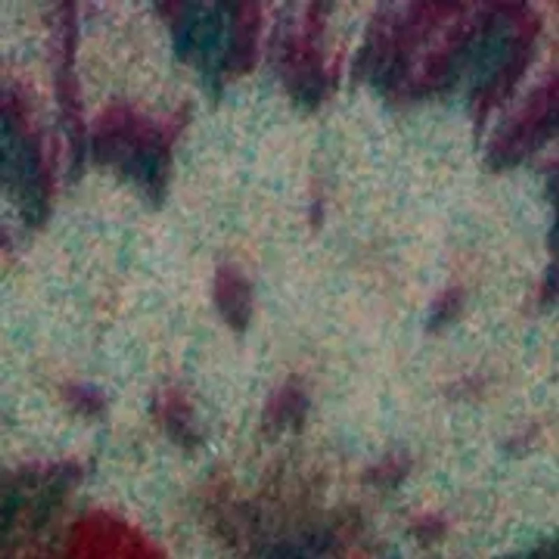 Red Flower French Wire Earrings