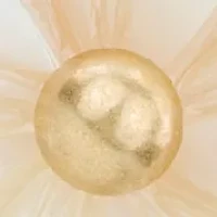 Flower Leaf Post Earrings