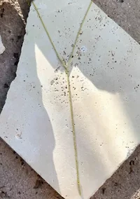 14k Gold Plated Crystal Y Lariat Necklace