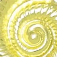 Gold Plated Shell on a Chord Necklace