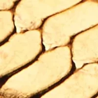 Goldtone Herringbone Chain Necklace 18-20.5 inch