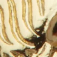 Crystal Coin Pendant Gold Ion-Plated Stainless Steel Necklace, 17 Inches