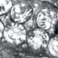 Round White Crystal Butterfly Pin Silvertone 2 1/2" Length