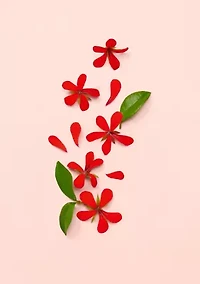 Bloom Eau de Parfum for Women, Body Lotion and Shower Gel Trio Gift Set