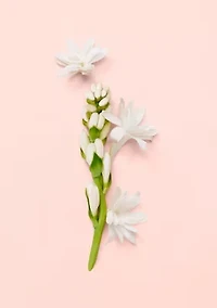 Guilty Pour Femme Eau de Parfum for Women and Body Lotion Trio Gift Set