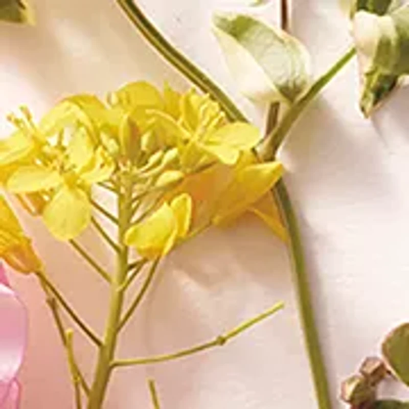 AERIN Best Sellers Fragrance Discovery Set 