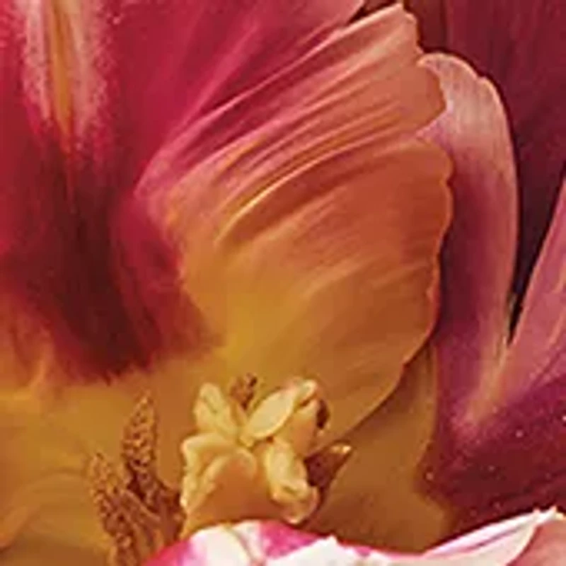 AERIN Rose de Grasse Joyful Bloom Beauty Essentials Set - $232 Value!