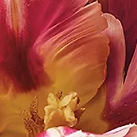 AERIN Rose de Grasse Joyful Bloom Beauty Essentials Set - $232 Value!