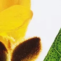 Super Restorative Day & Night Set