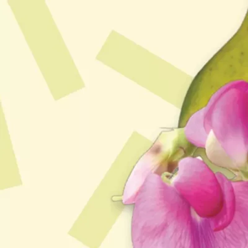 English Pear & Sweet Pea Cologne & Hand Cream Duo Gift Set - $45 Value!