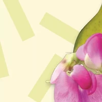 English Pear & Sweet Pea Cologne & Hand Cream Duo Gift Set - $45 Value!