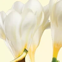 English Pear & Freesia Cologne Duo Gift Set - $92 Value!