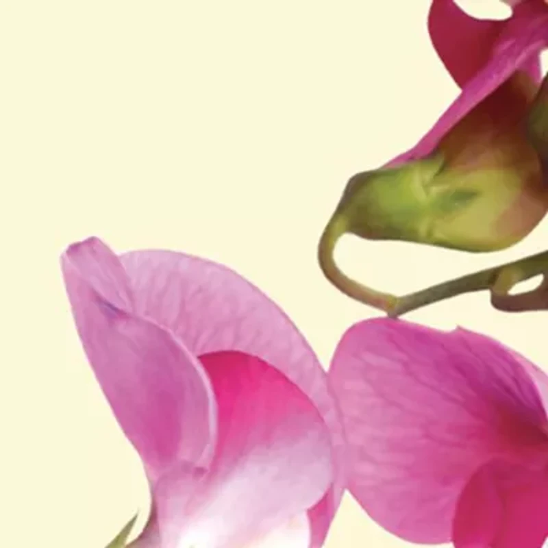 English Pear & Sweet Pea Cologne Duo Gift Set - $92 Value!