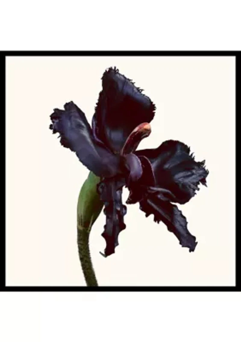 Black Orchid Discovery Set of 4