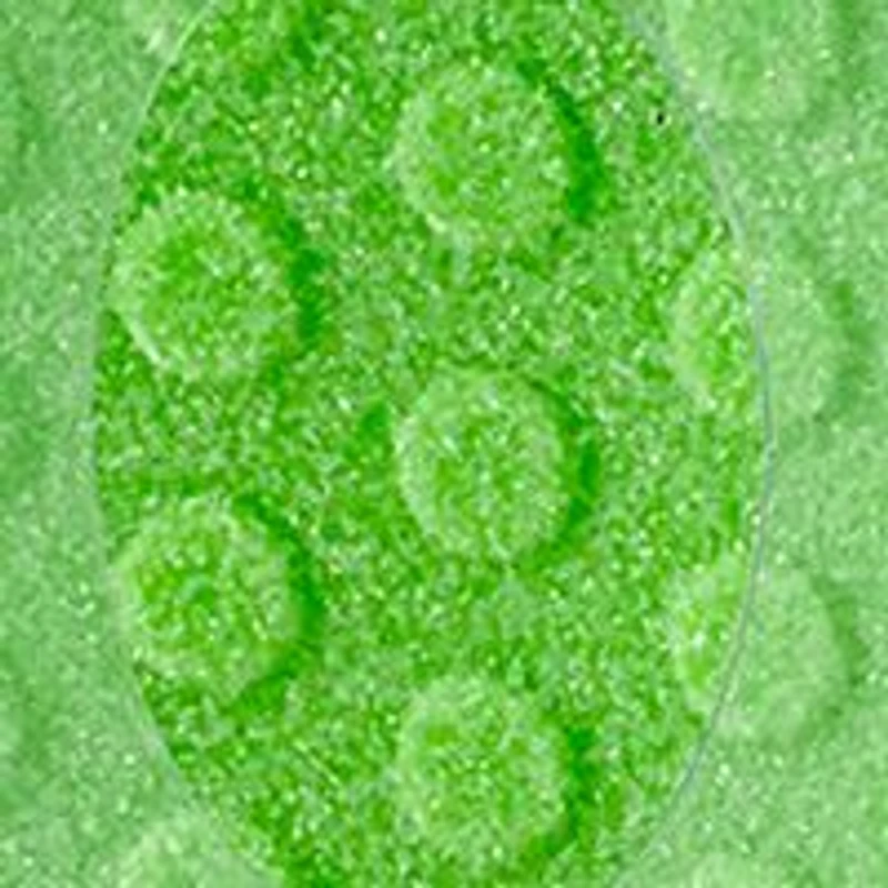 Big Ceramic Foot File