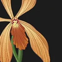 Madagascar Vanilla Eau De Parfum