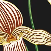 Vanilla Bourbon Eau De Parfum