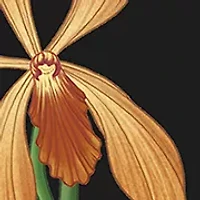Madagascar Vanilla Perfume Oil