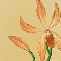 Madagascar Vanilla Perfume Oil Body Mist