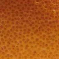 No.09 Vallee de Farney Perfume Oil