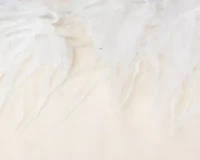 Red Gnome 14X20 Poly Filled Holiday Pillow