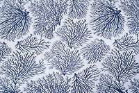 Blue Coral Jaquard Full/Queen 3-Piece Quilt Set