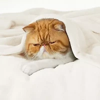 Flannel Plush Blanket