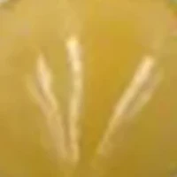 NCAA Alabama State Hornets 6" Nutcracker Ornament