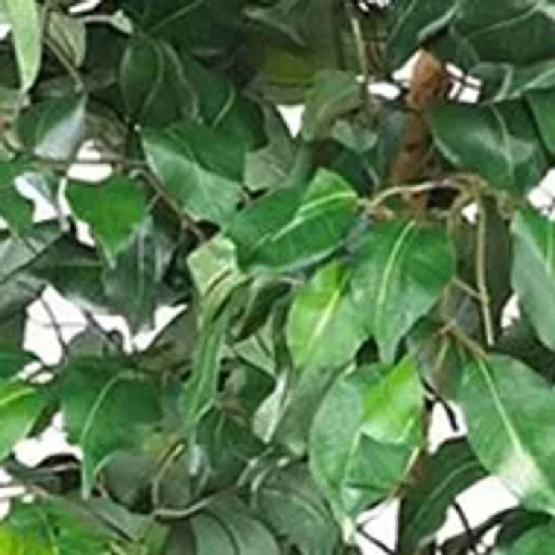 7' Ficus Silk Tree