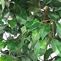  7' Ficus Silk Tree 