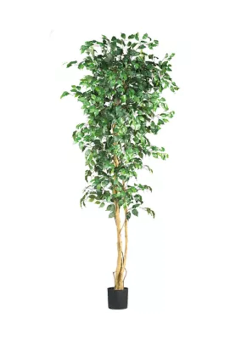 7' Ficus Silk Tree