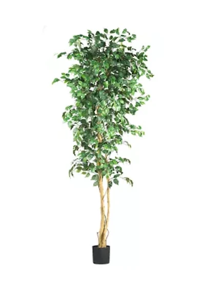  7' Ficus Silk Tree 