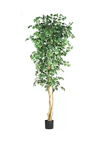  7' Ficus Silk Tree 