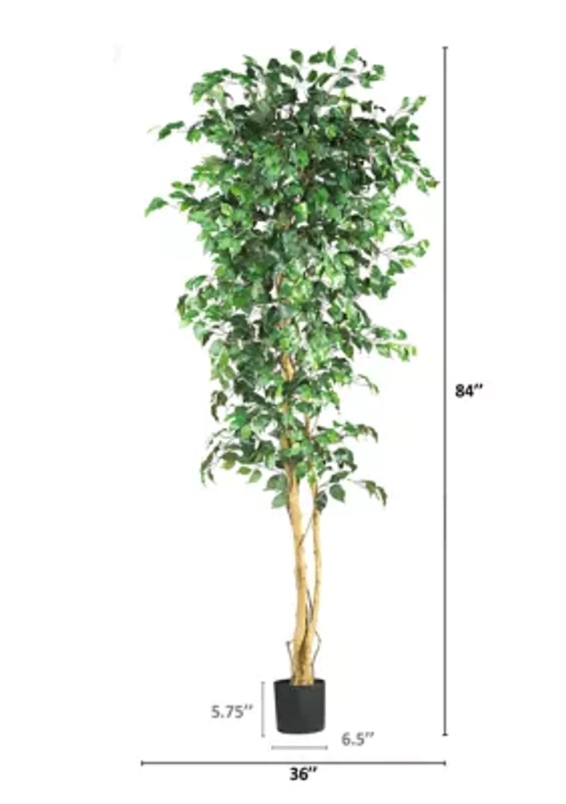 7' Ficus Silk Tree