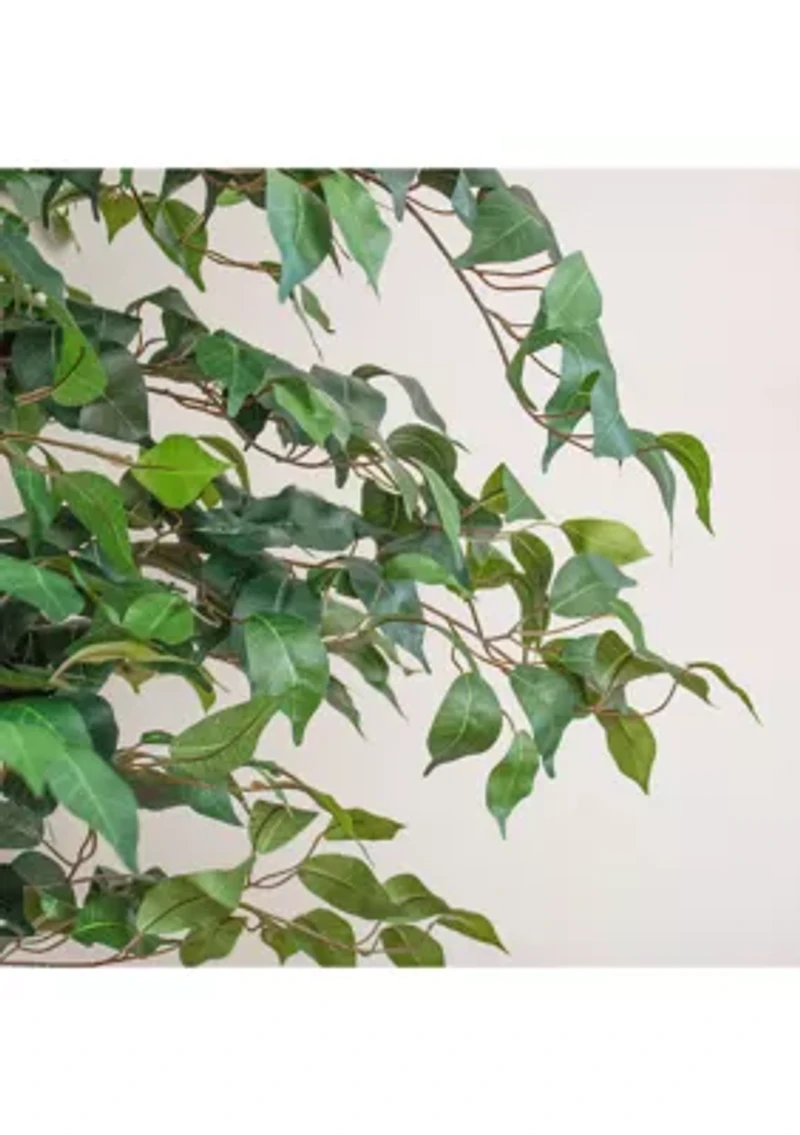 7' Ficus Silk Tree