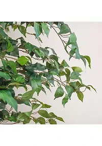  7' Ficus Silk Tree 