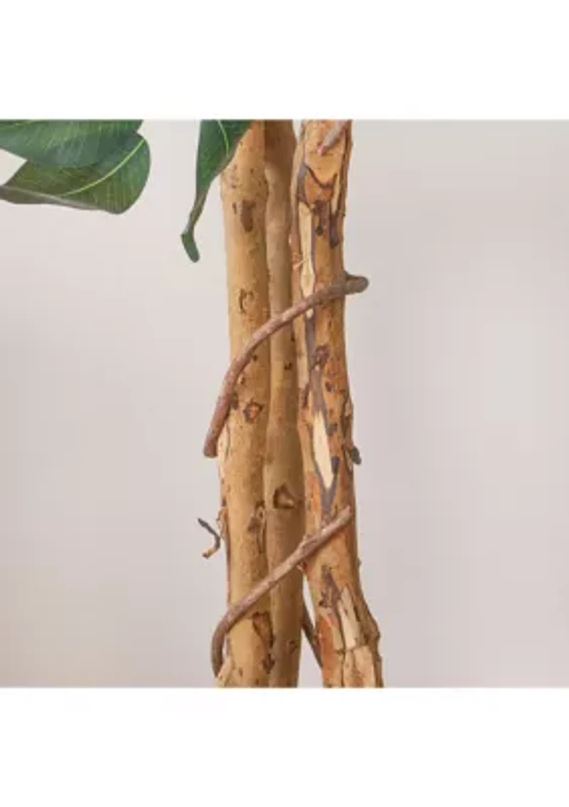 7' Ficus Silk Tree