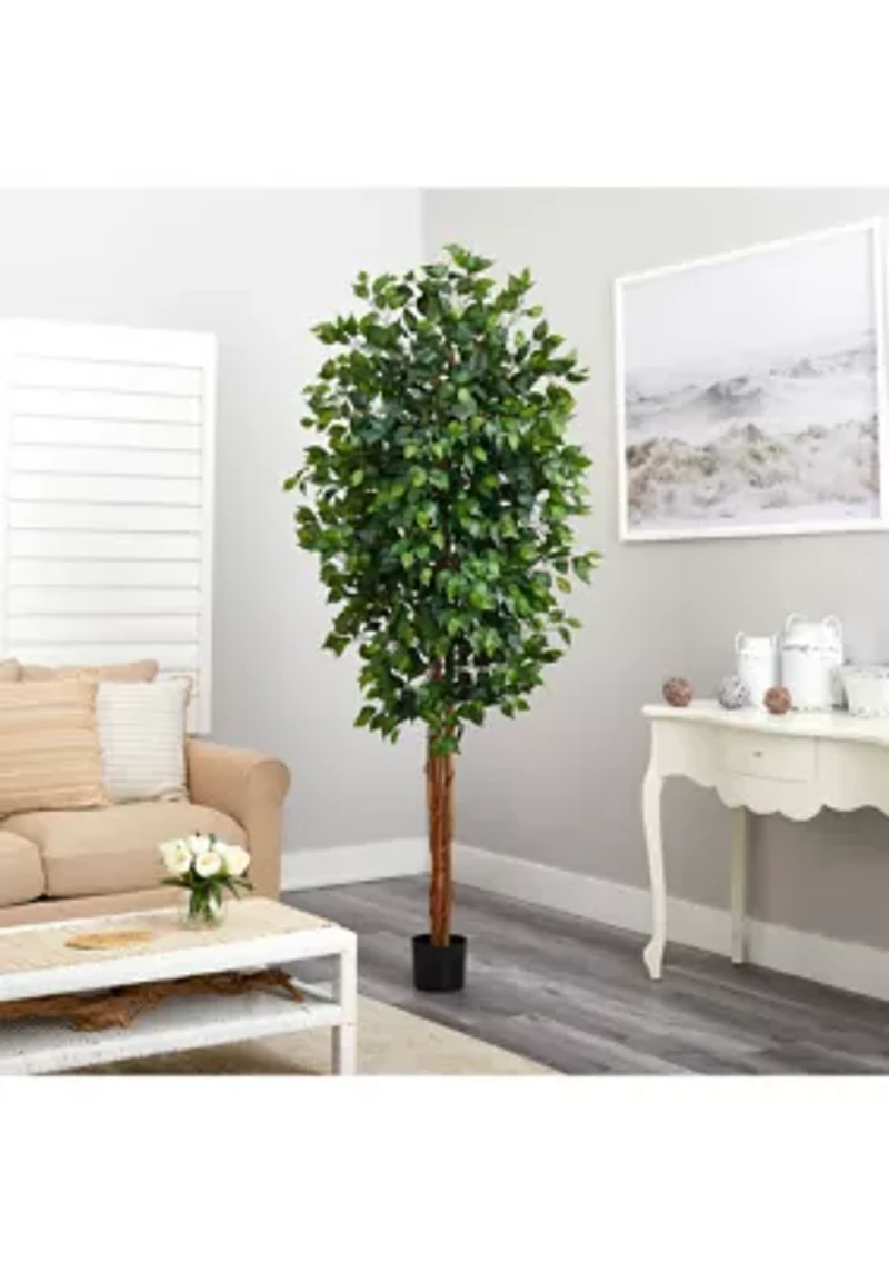 7' Ficus Silk Tree