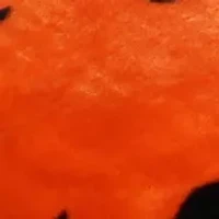 NCAA Oklahoma State Cowboys Huge Raschel Throw Blanket